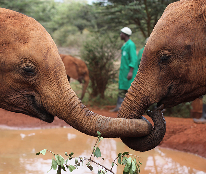 Another highlight in Nairobi is visiting the Daphne Elephant Centre – a sanctuary for orphaned elephants that provides much-needed care, as well as rehabilitation back into the wild.