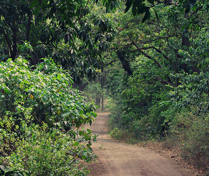 Driving through Lake Manyara in Tanzania, it was incredible to see the lush groundwater forest of evergreen fig and mahogany trees.