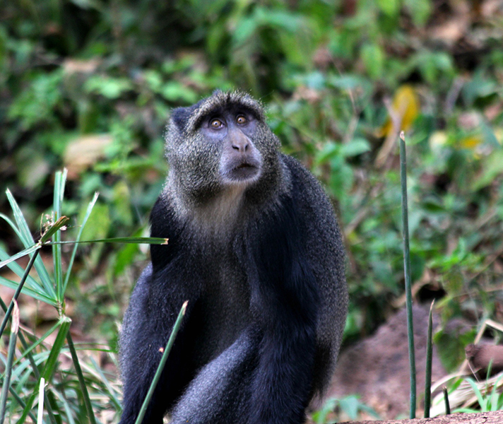 This is the only place with this type of habitat in East Africa