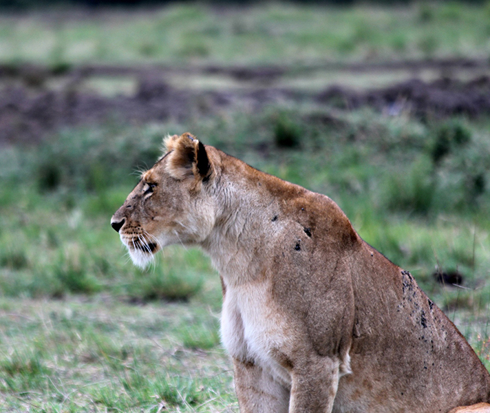 At Kichwa Tembo Tented Camp in the Masai Mara we saw two lions stalking & almost catching a warthog.