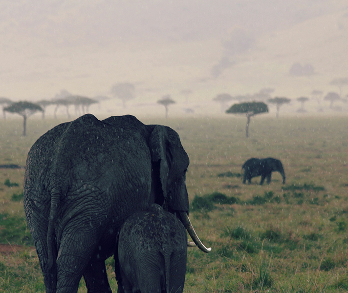 The summer rains had begun and there was lots of new life in the Masai Mara, typical of the abundant ‘green season’