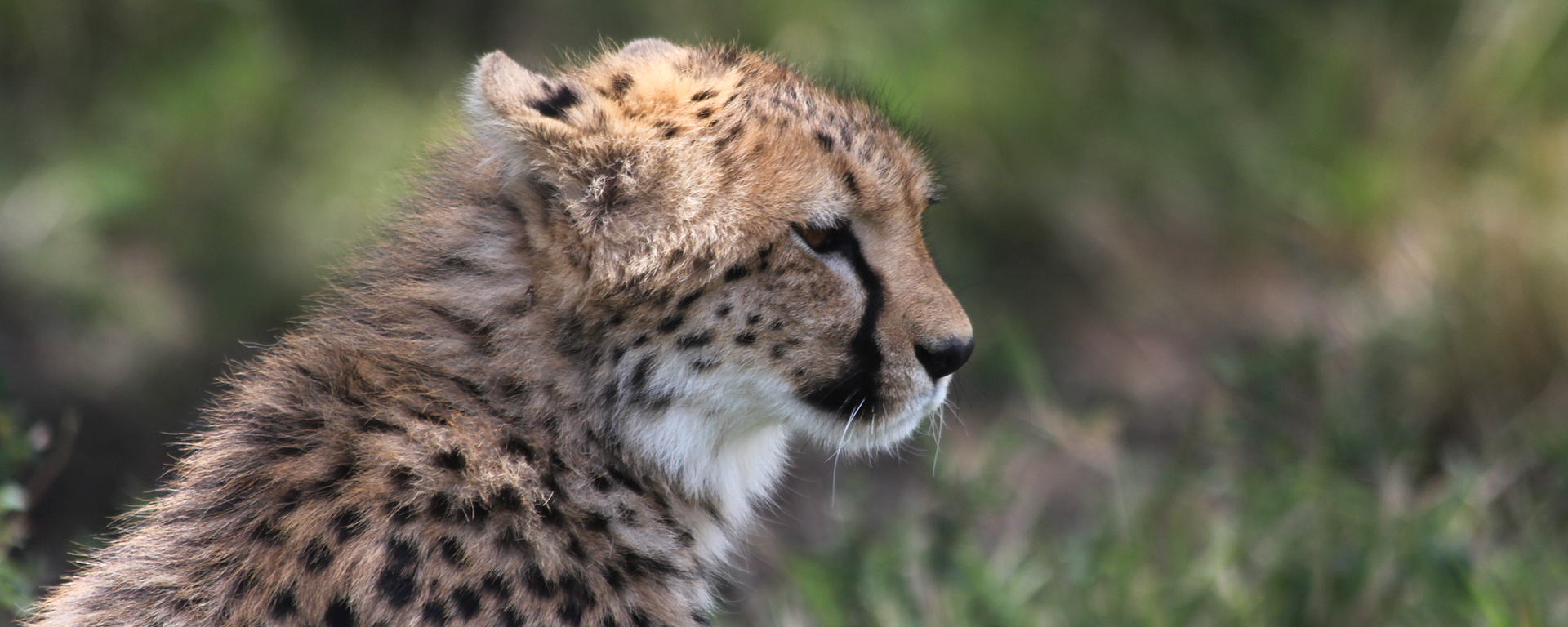 This cheetah cub was sighted at Naboisho Camp. The camp has a remote and private location on the Naboisho Conservancy so you can have wildlife sightings all to yourself!