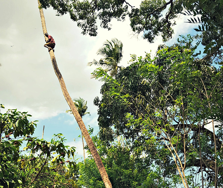 ...and yes, that is one of our guides climbing a coconut tree, and yes, he made it to the top and down again!