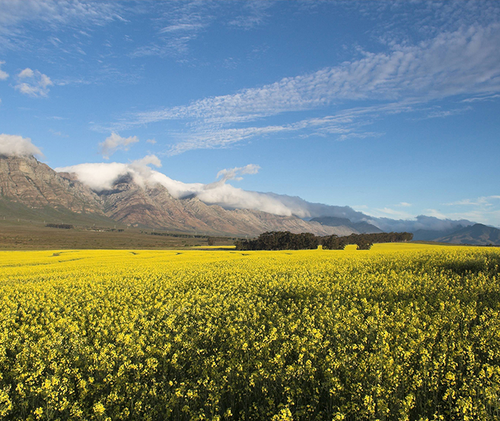 Bartholomeus Klip lies below the craggy Elandskloof Mountains and proteas - South Africa's national flower - make an unusual and gorgeous bridal bouquet.