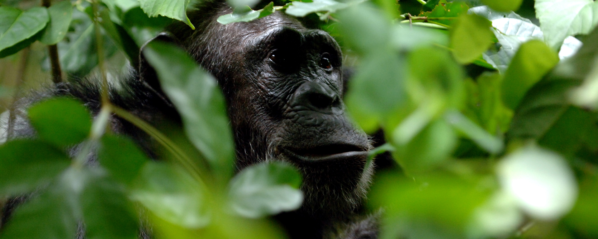 Discover the rare privilege of tracking chimpanzees in the Mahale Mountains.