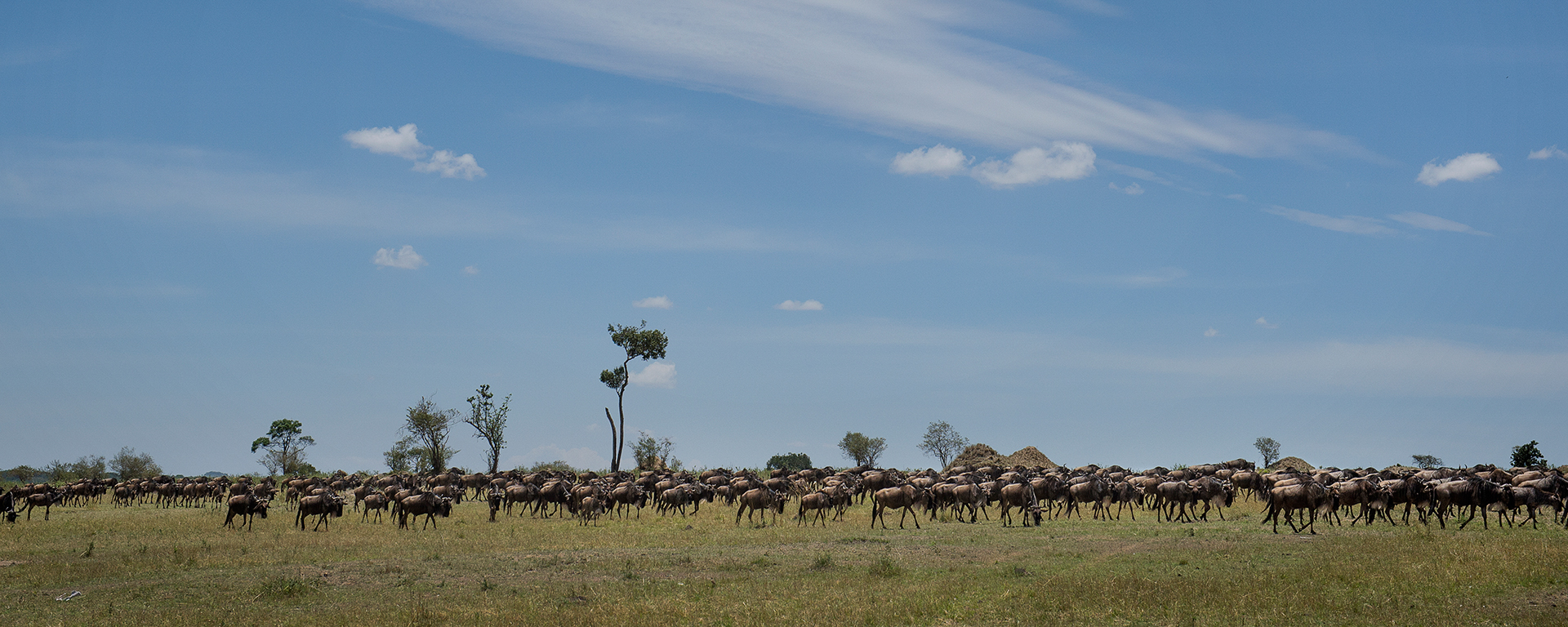 Not much beats the thrill of being in the midst of the Migration on the golden plains of the Serengeti.