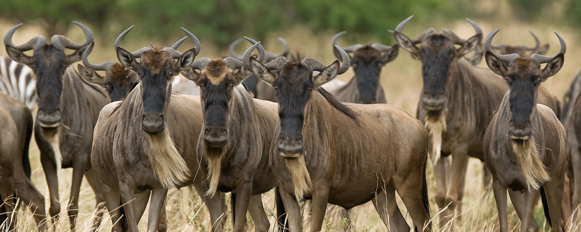 Did you know a group of wildebeest is called an 'implausibility of wildebeest'?