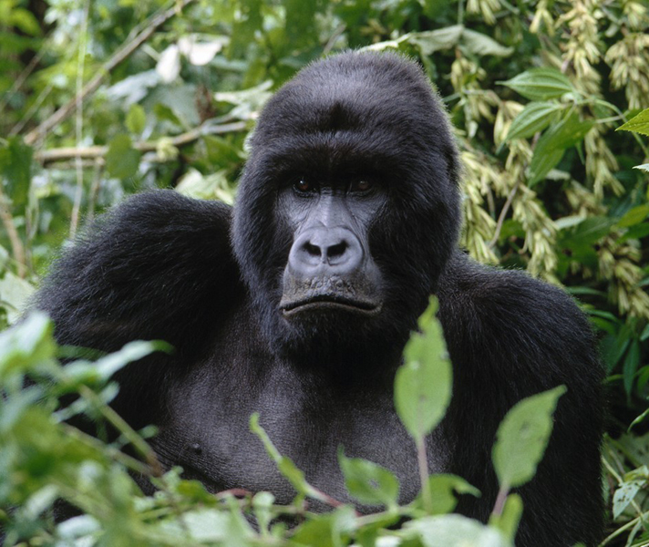A silverback keeps a wary eye...