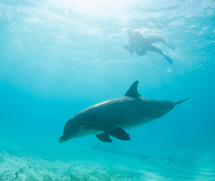 Pods of friendly bottlenose dolphins frolic off the pristine coast of Zanzibar.