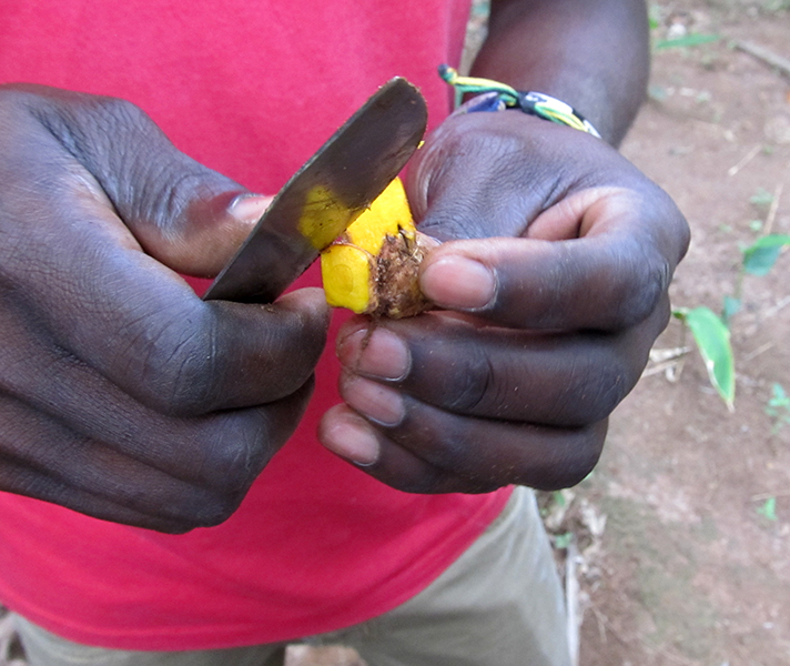 A spice guide shows the intricate details of some of the spices found on Zanzibar.