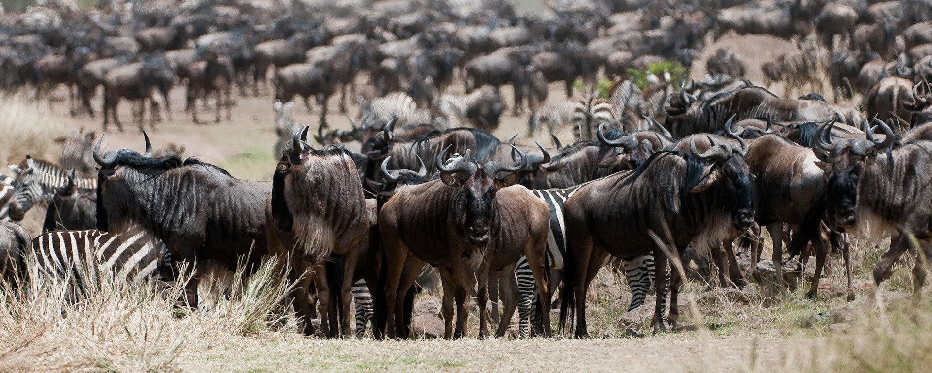 The annual migration of millions of wildebeest starts picking up in March as the herds move with their calves from the southern Serengeti northwards to the Masai Mara.