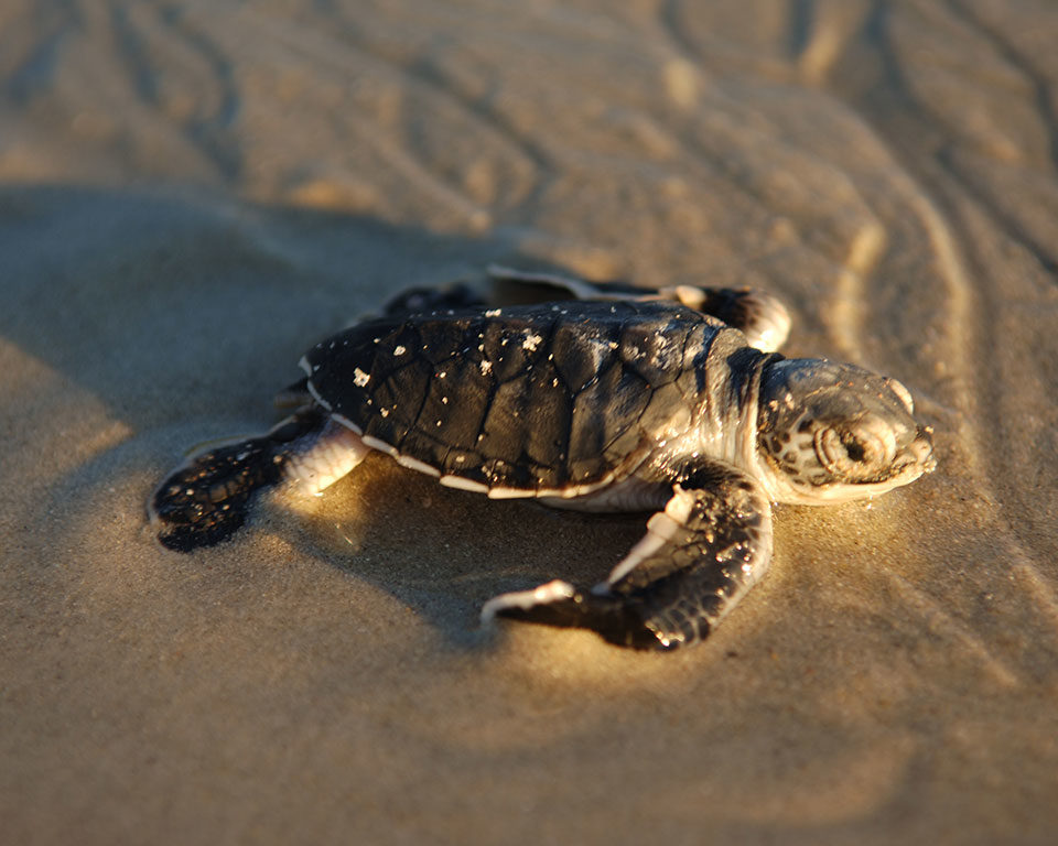 March is also the best time to see nesting turtles on Vamizi Island.