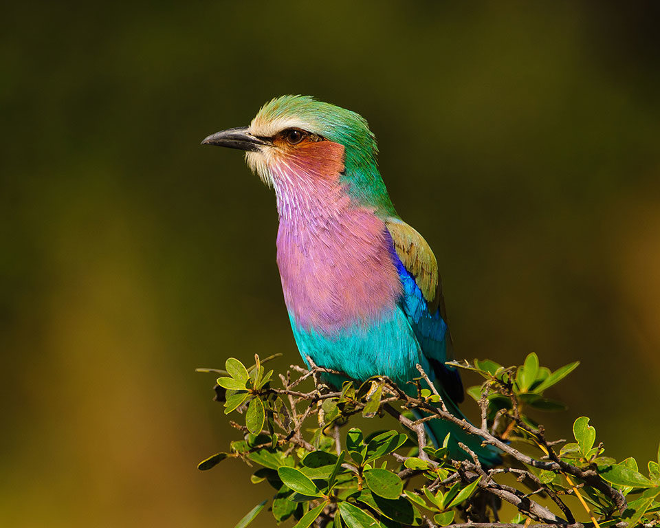 Keep your eyes out for everything from prime leopard sightings to acrobatic lilac-breasted rollers.