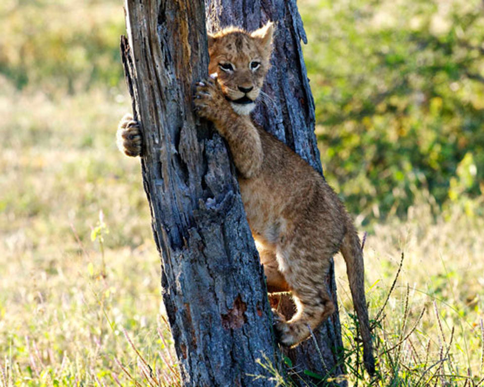 March is also the season for adorable babies of all species.