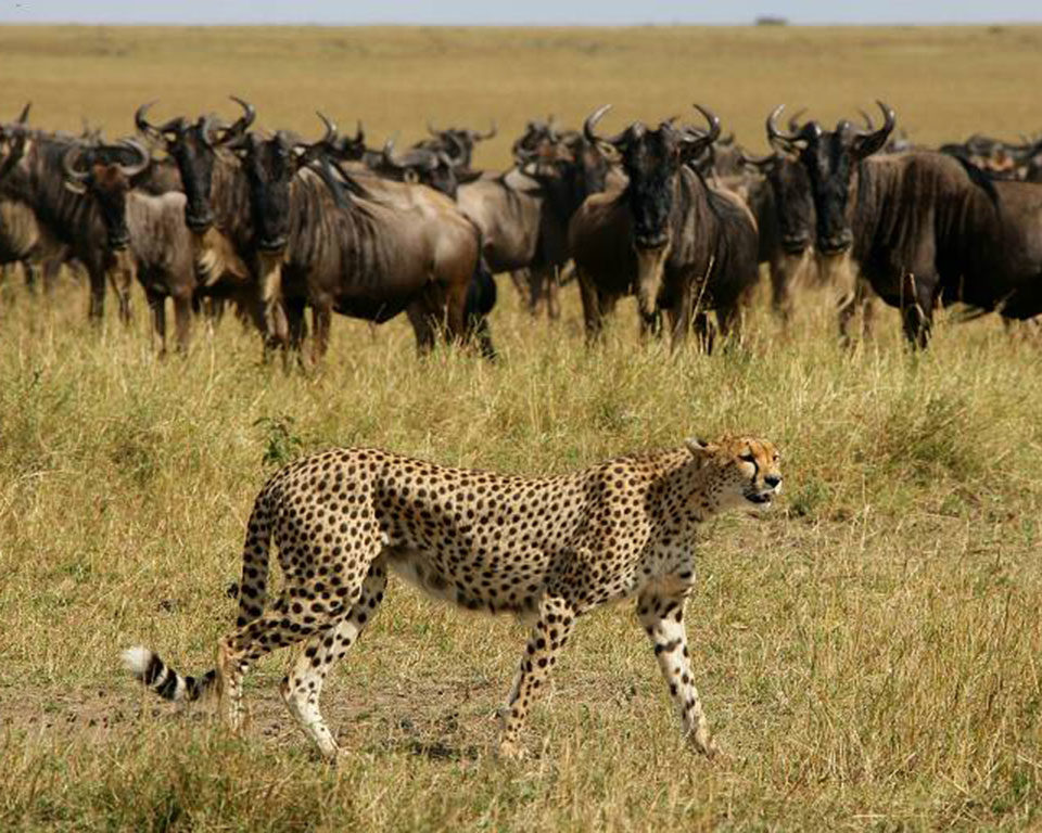 There's plenty of predator action as the herds move to new pastures.
