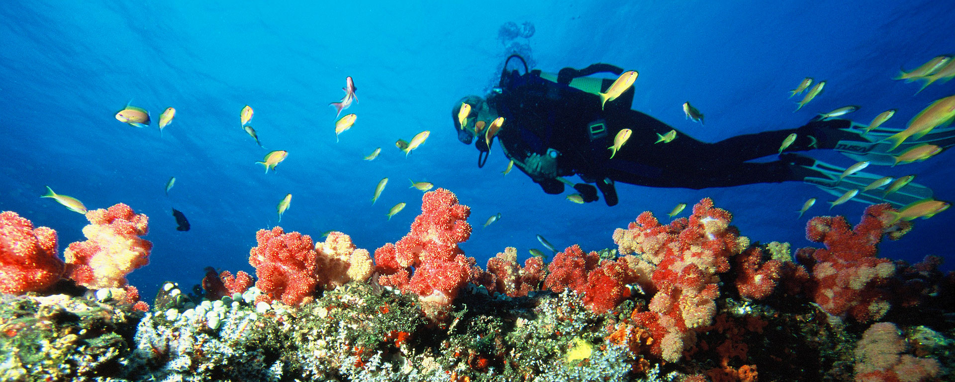 Experience superb diving & snorkelling with excellent visibility in the Seychelles.