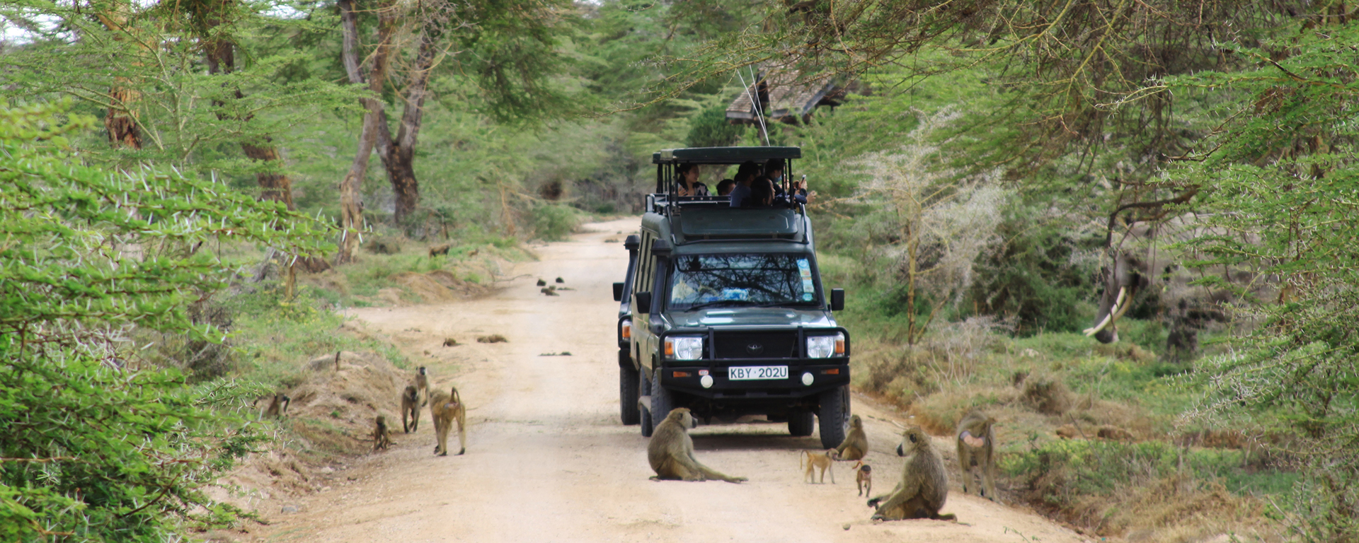 There are plenty of chacma baboons and vervet monkeys in Amboseli. Always close your tent flaps or room door when you leave – they love finding goodies in your luggage!