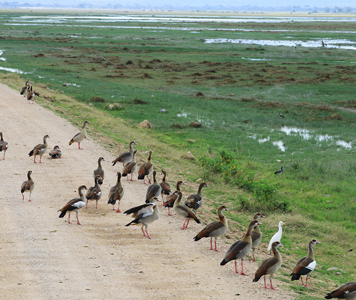 Duck stop! This flock of Egyptian geese caused a traffic jam by refusing the leave the road while honking loudly.