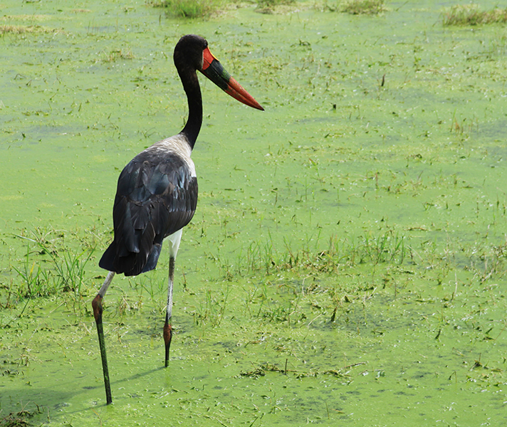 Amboseli is great for waterbirds like storks and herons.