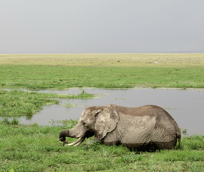 Amboseli’s diversity makes it a very rewarding park to visit.