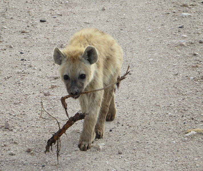 Hyena pups (or cubs – there is debate about what to call them since they’re in their own family) are very playful.