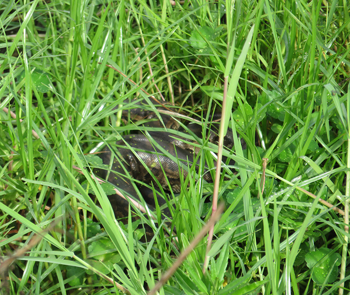 while this python was a very unusual sighting.