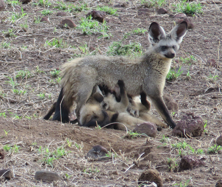 Bat-eared foxes are nocturnal in summer (October to April) and diurnal in winter (May to September)...