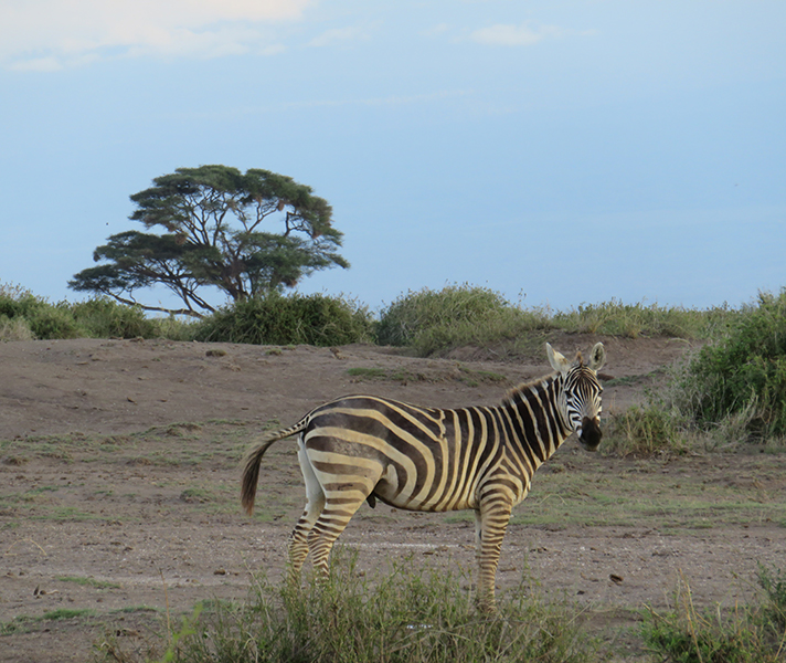 A plains zebra differs substantially from its northern cousin, the Grevy’s.
