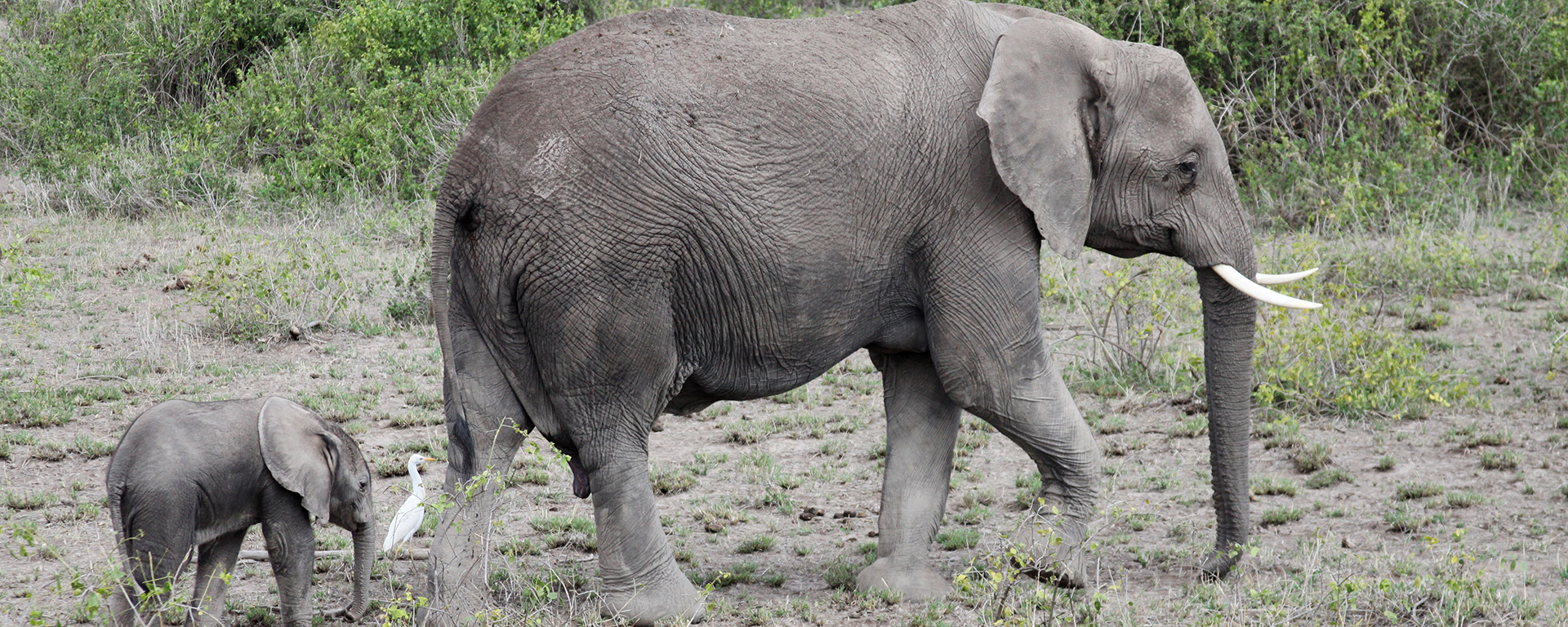 This is a very, very little baby ellie – the more they can fit under their mom’s tummies, the younger they are. They walk behind their mothers so that she can feel them easily with a soft swish of her tail.