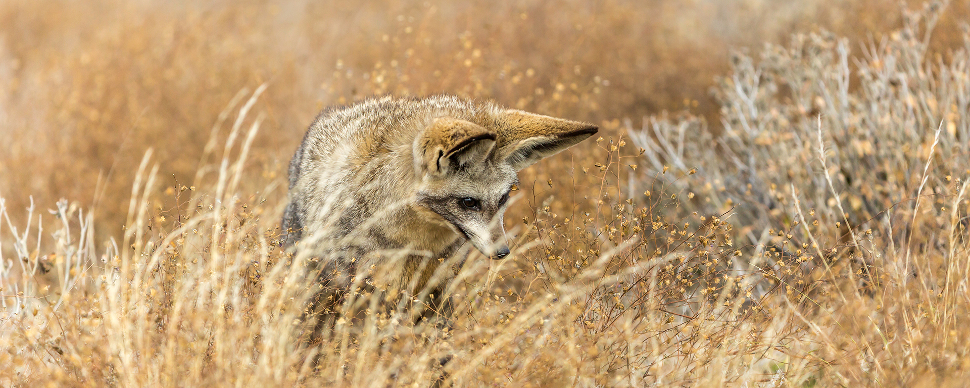 Bat-eared foxes become diurnal (awake during the day) in the winter high season, radically improving your chances of seeing these elusive creatures who dwell in underground dens.