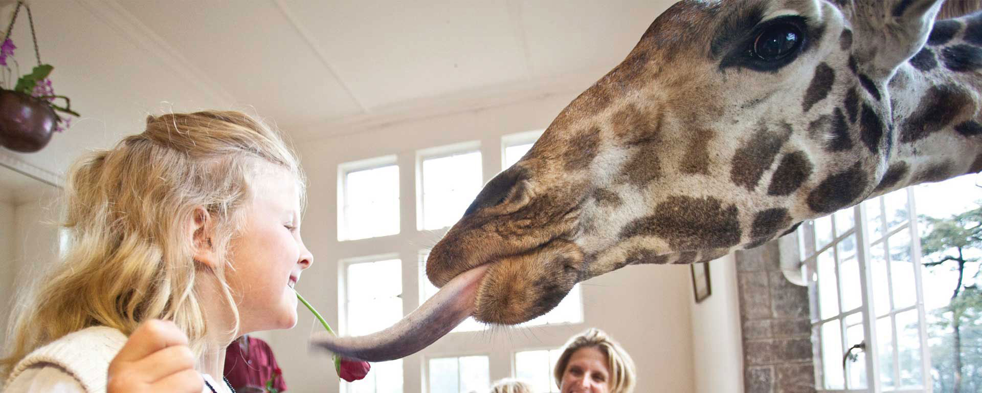 Whose tongue is longer? Giggling with Rothschild's giraffes over breakfast at The Giraffe Manor in Kenya.