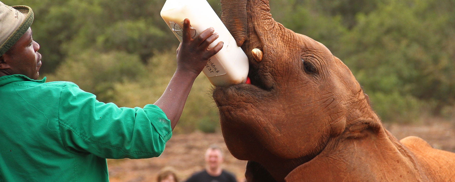 At the Daphne Sheldrick Elephant Orphanage, the little ones get a precious second chance at life.
