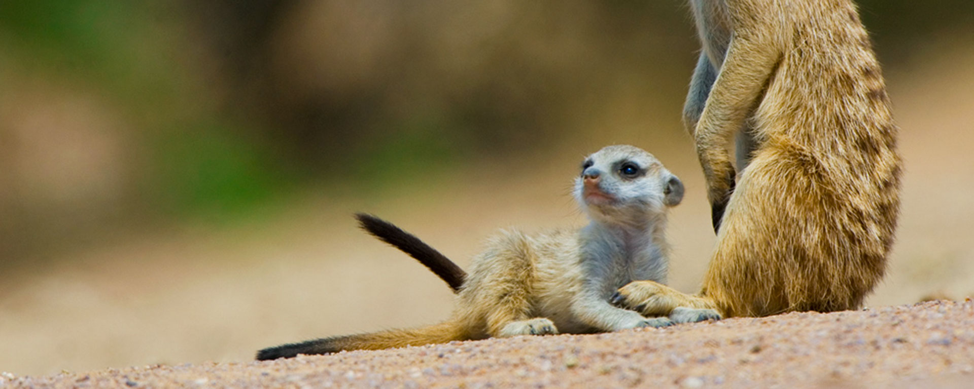 In meerkat families, a lookout guard will often stay with the young while other adults go out to forage.