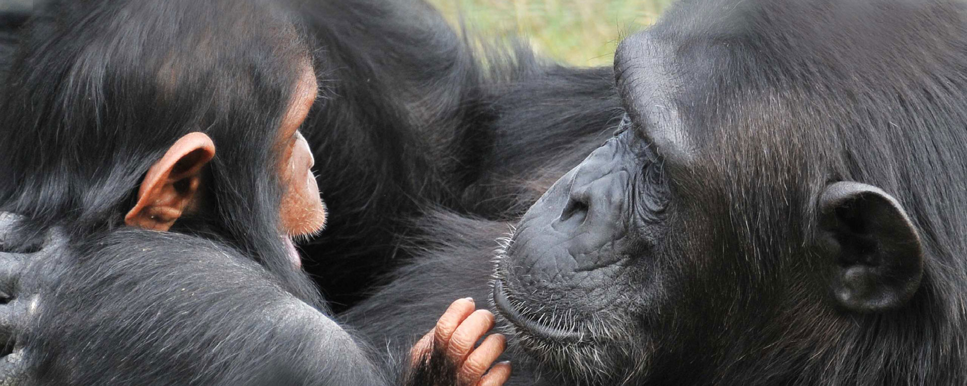 Sweetwaters - the only primate sanctuary in Kenya - is home to about 40 orphaned & displaced chimpanzees.
