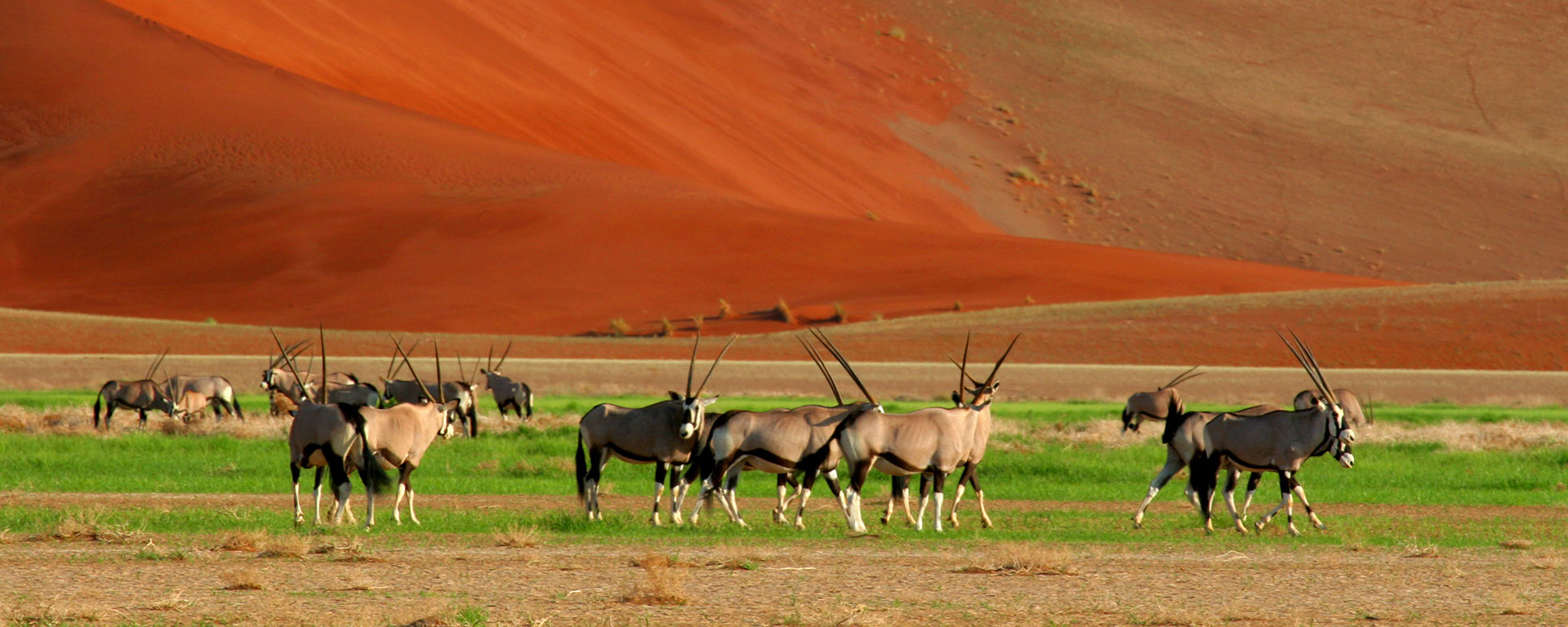 Namibia explodes into intense colours: verdant greens clash with deep ochres as well-fed game picks its way across a mesmerising landscape.