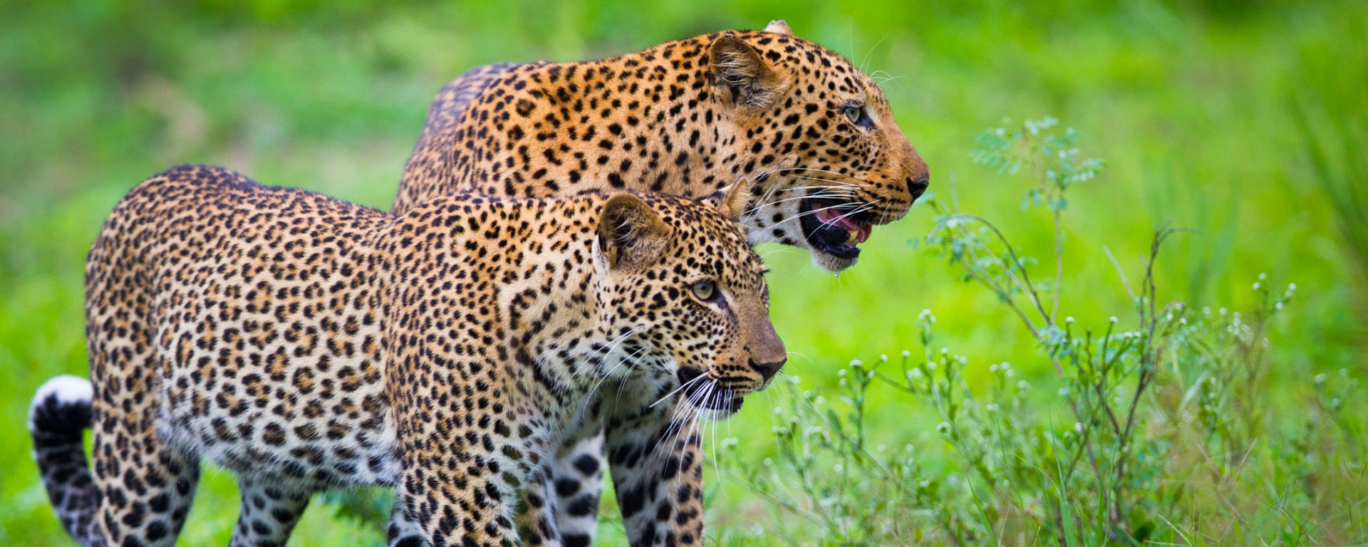 Head to South Luangwa afterwards for rewarding game viewing.