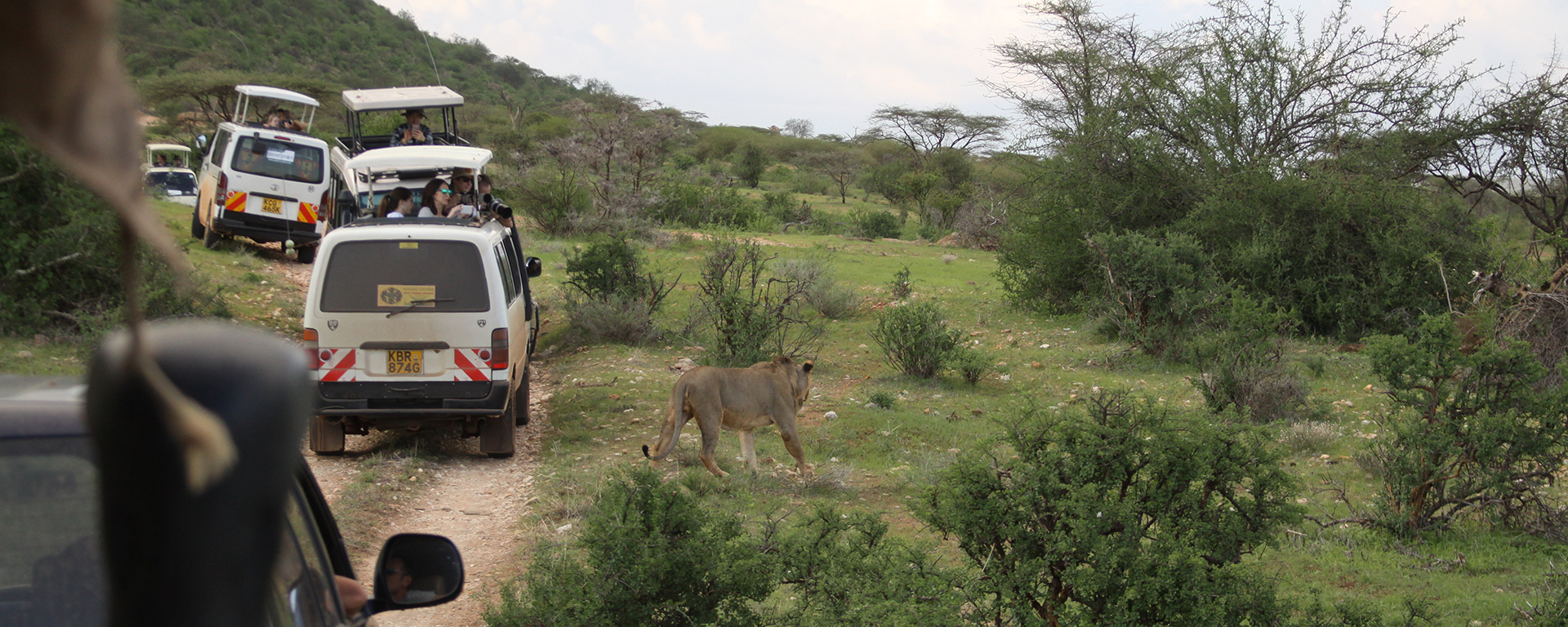 A single lion is watched by at least six scheduled-tour mini-busses in Samburu National Park in Kenya. Scheduled tours do not have perks like off-roading or night drives.