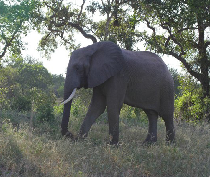 Lone elephants are almost always males - they are driven from their maternal herds when they reach sexual maturity, living mostly solitary lives.