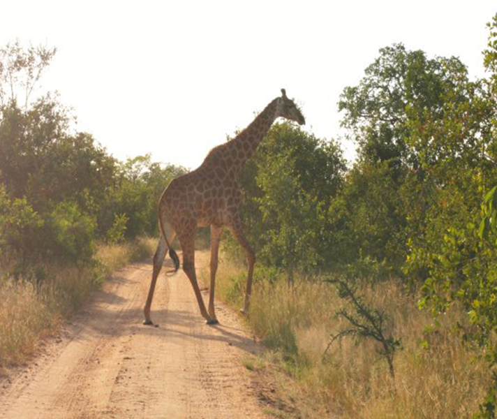 The sub-species of giraffe found in Kruger is the Cape or Southern African giraffe - look out for them nibbling the tops of trees in open woodland.