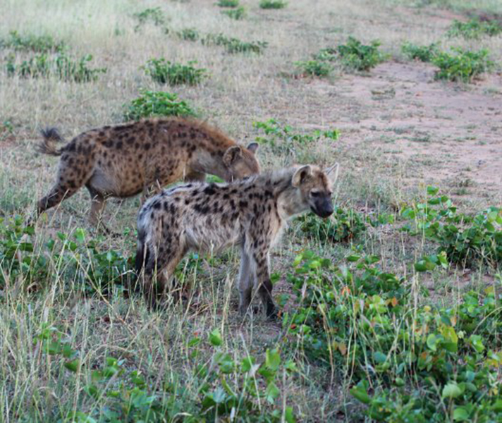 Spotted hyenas have unusual characteristics: for example, the females are much bigger than the males. Contrary to popular belief, they aren't true scavengers but do kill much of their own prey that they eat.