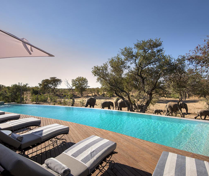 Elephant families are regular visitors to the waterhole, strolling past the swimming pool to quench their thirst.