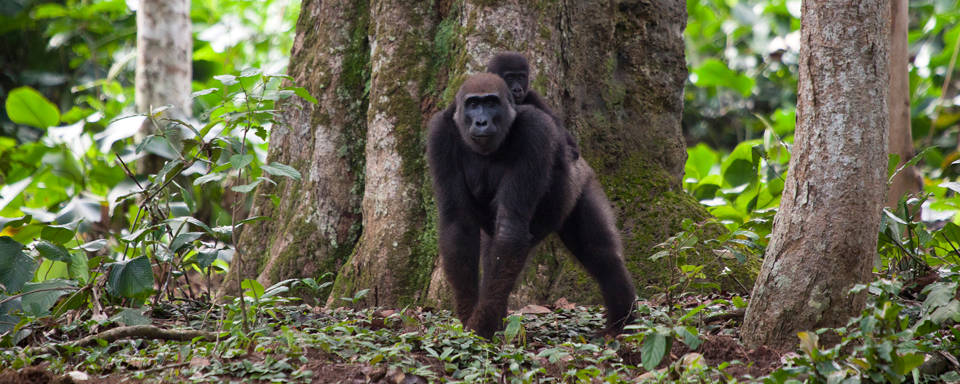 A mother and baby move through the Congo rainforest, one of the last places on earth to see mountain gorillas in their natural habitat.