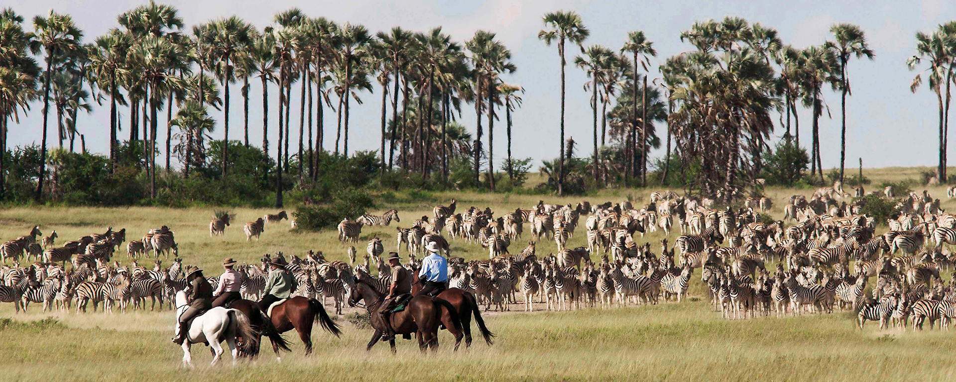 The desert of the Kalahari transforms into a green carpet, attracting hordes of zebra from the north.