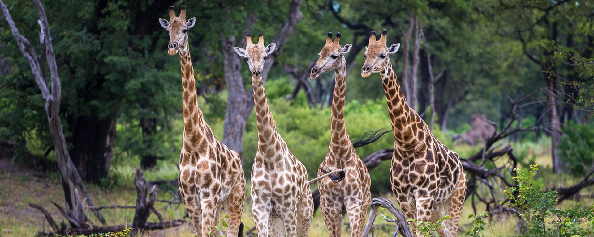 Botswana's Green Season is all about prolific game & birdlife!