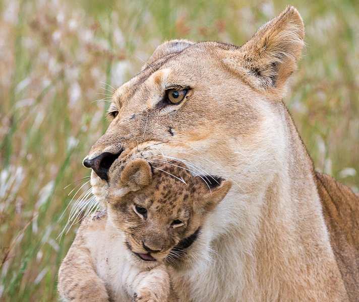 Cubs can be born at any time of the year, but Green Season offers many advantages - sightings tend to be more frequent than dry winter months.