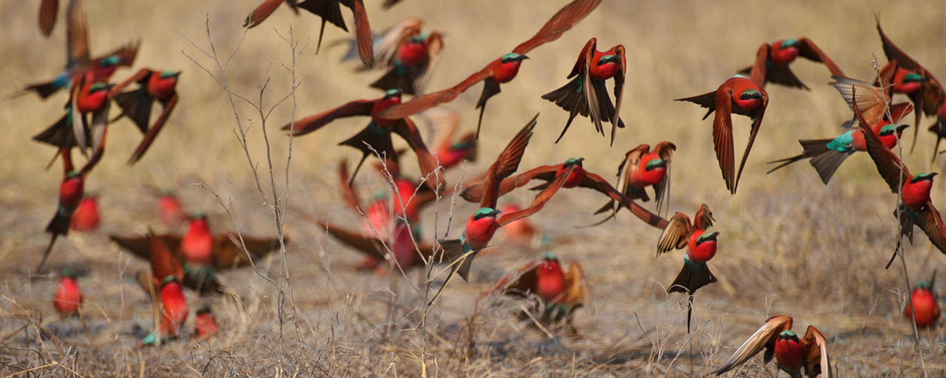 Southern carmine bee-eaters arrive in Botswana around September and depart around April.