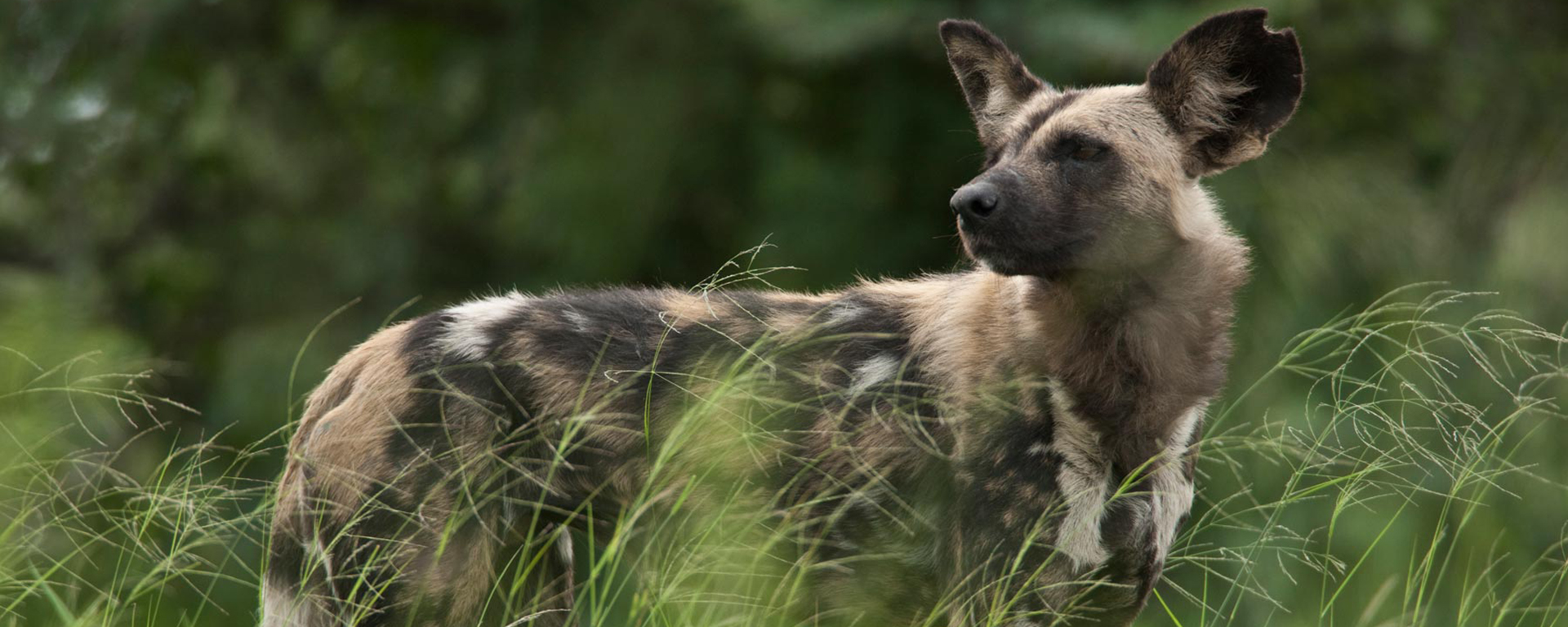 African wild dog photographed at Zarafa Camp in the Selinda Game Reserve.