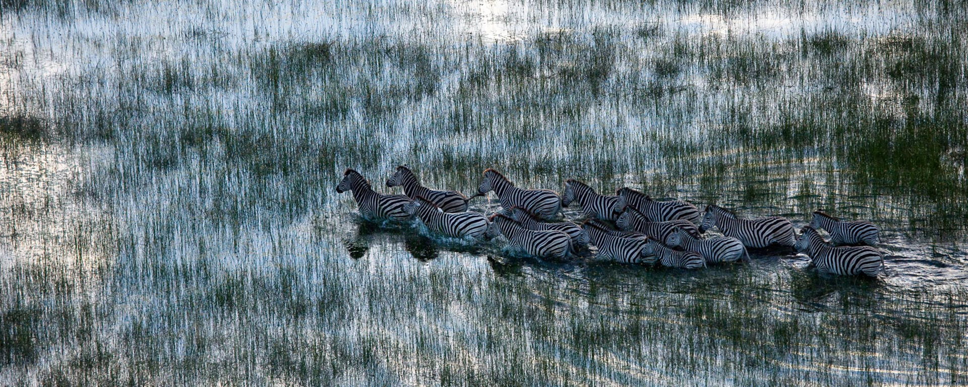 The world's largest zebra migration happens during Green Season, when thousands of these striped herbivores cross into the Makgadikgadi Pans.