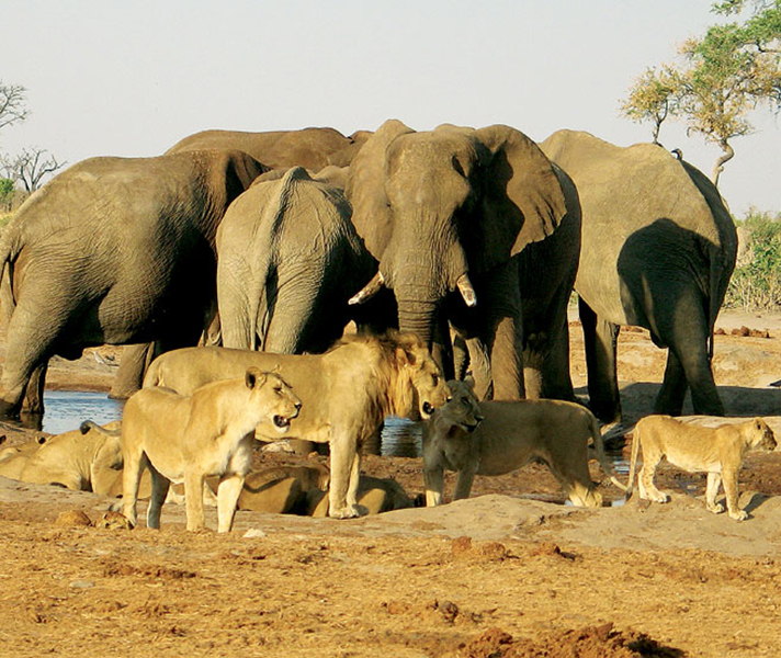 Dry season makes for busy waterholes where even lions and elephants will come to an agreement over the remaining water while Green Season makes for extraordinary photographs.