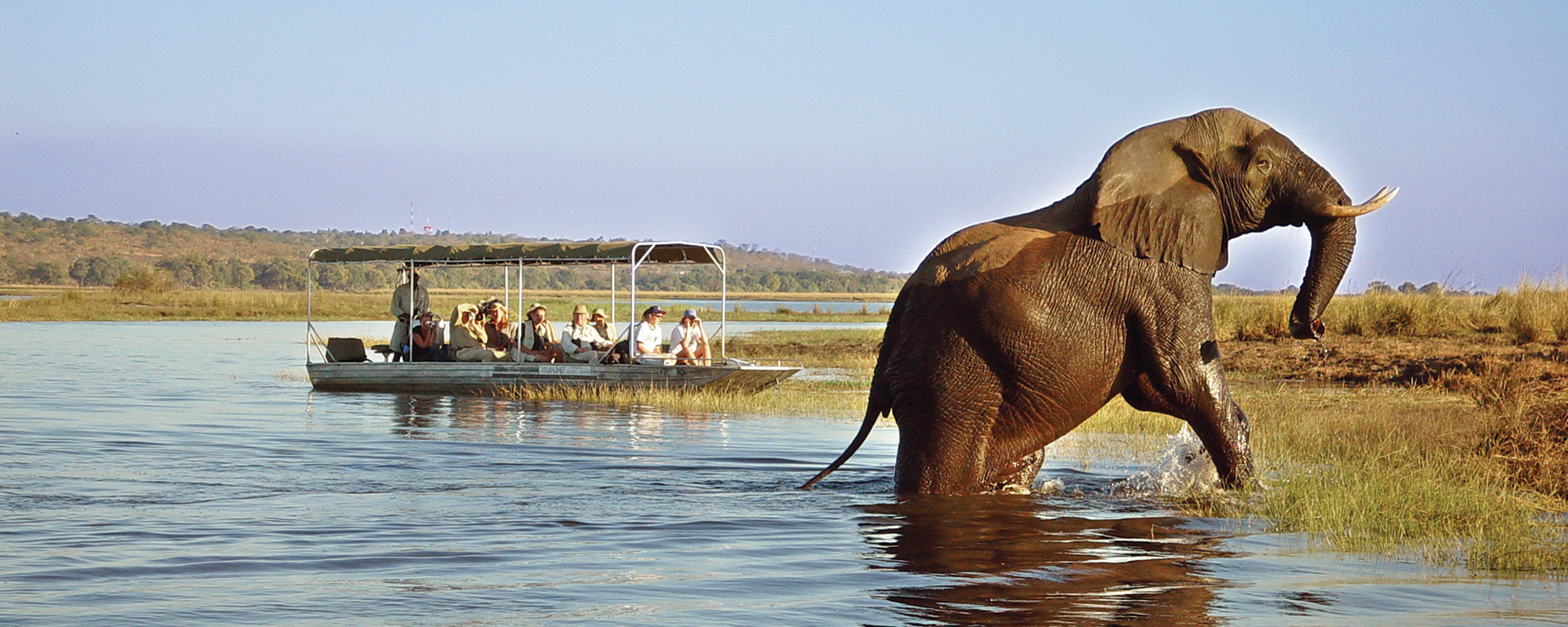 Experience exceptional game viewing from the water on the Chobe River. The Chobe ecosystem is renowned for having the densest concentration of elephants in the world and is also famous for massive crocodiles, enormous hippos and wonderful birdlife, including terns and fish eagles.